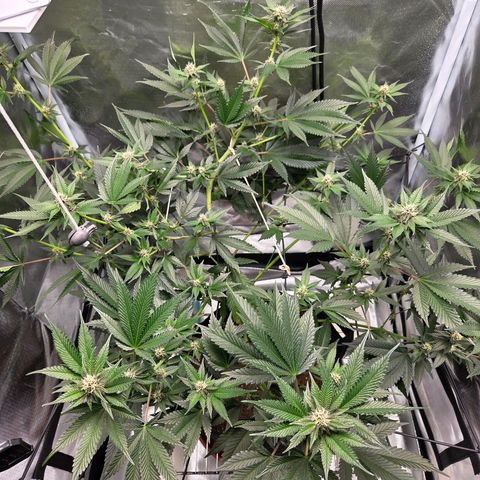 Cherry growlog timeline photo