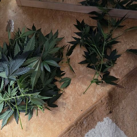 Cherry growlog timeline photo