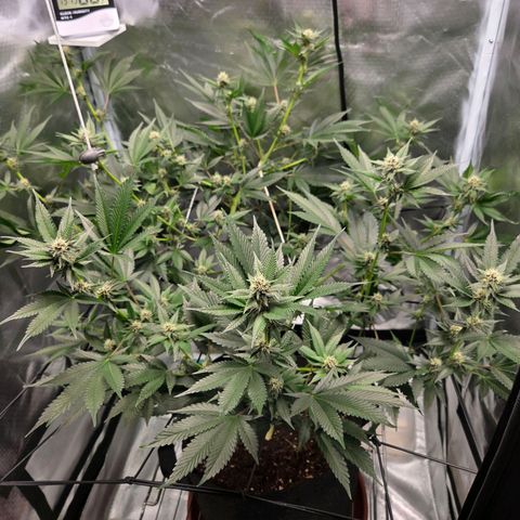 Cherry growlog timeline photo