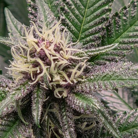 Cherry growlog timeline photo
