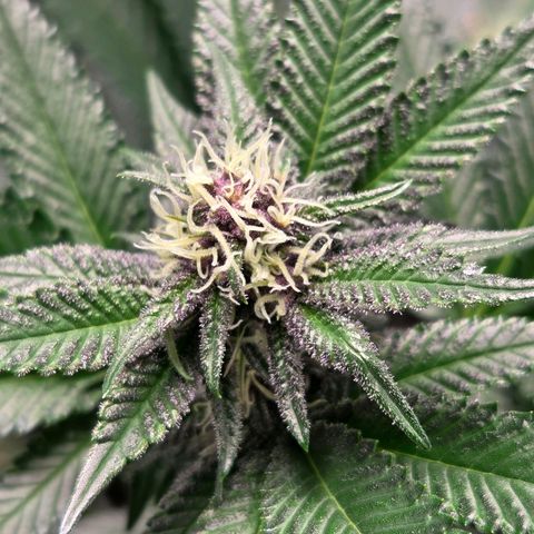 Cherry growlog timeline photo