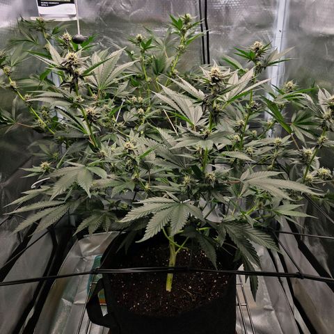 Cherry growlog timeline photo
