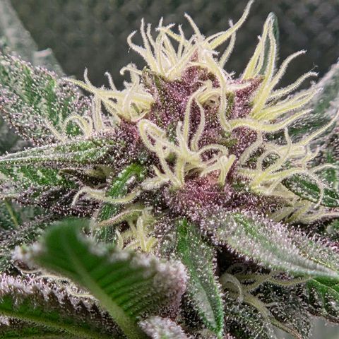 Cherry growlog timeline photo