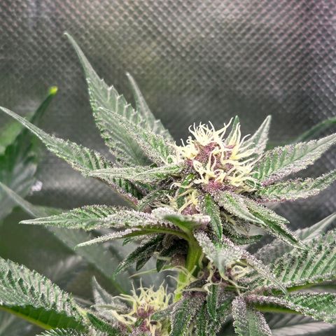 Cherry growlog timeline photo