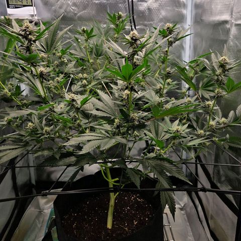 Cherry growlog timeline photo