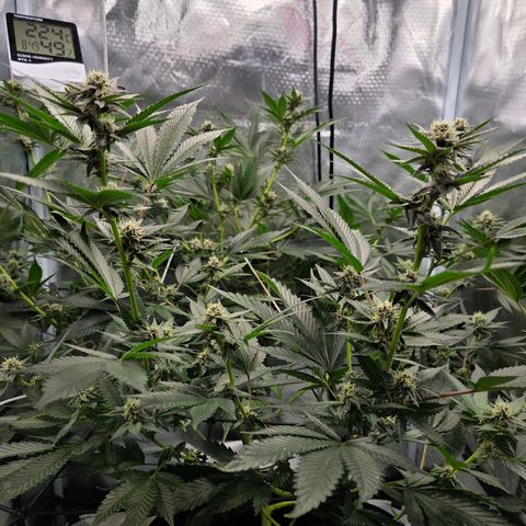 Cherry growlog timeline photo