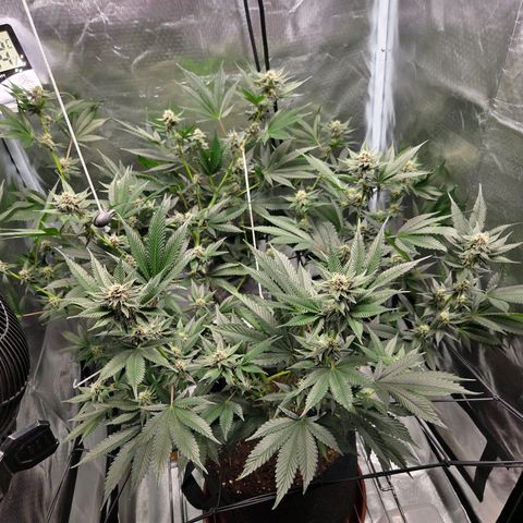 Cherry growlog timeline photo