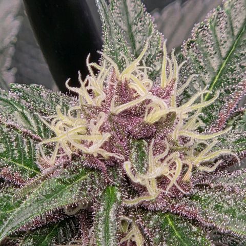 Cherry growlog timeline photo