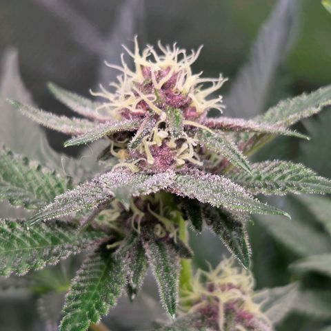 Cherry growlog timeline photo