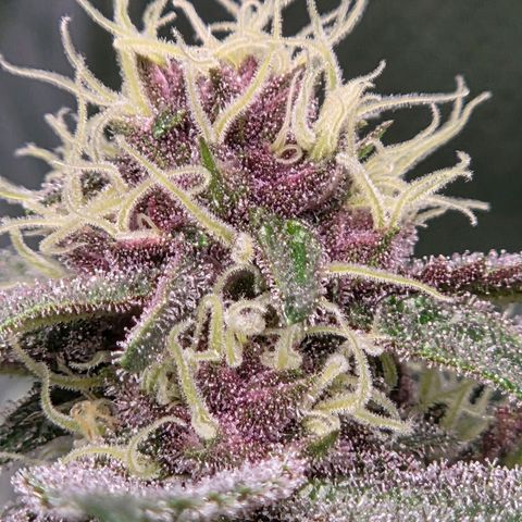 Cherry growlog timeline photo