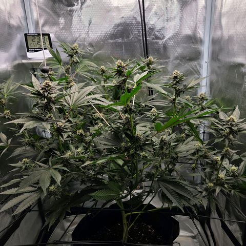 Cherry growlog timeline photo