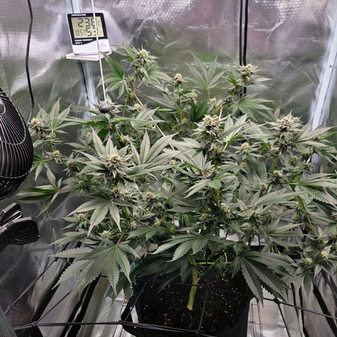 Cherry growlog timeline photo