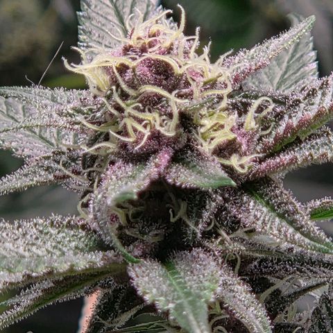 Cherry growlog timeline photo