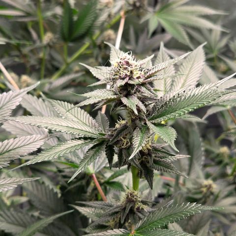 Cherry growlog timeline photo