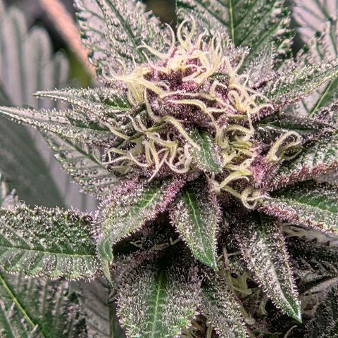 Cherry growlog timeline photo