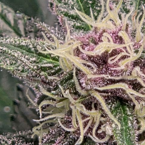 Cherry growlog timeline photo
