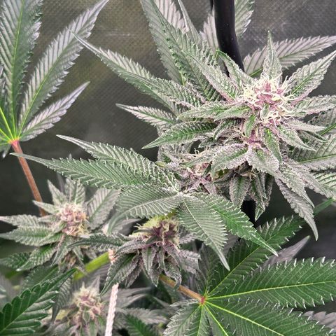 Cherry growlog timeline photo