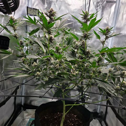 Cherry growlog timeline photo