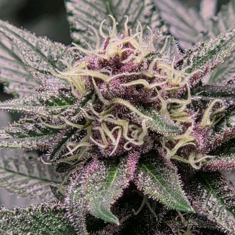 Cherry growlog timeline photo