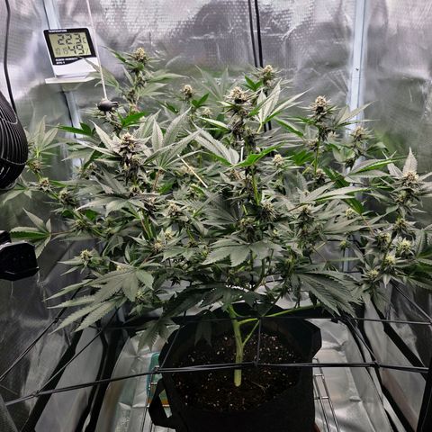 Cherry growlog timeline photo