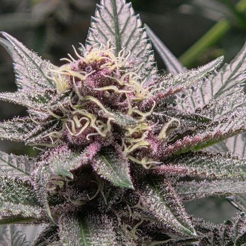 Cherry growlog timeline photo