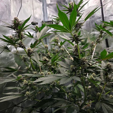 Cherry growlog timeline photo