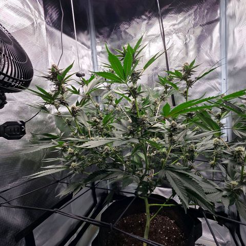 Cherry growlog timeline photo