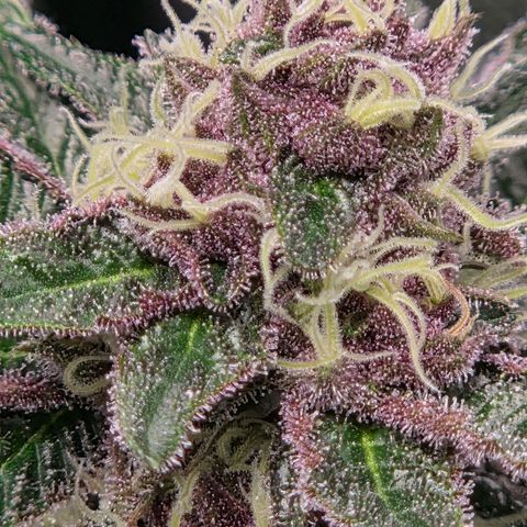 Cherry growlog timeline photo