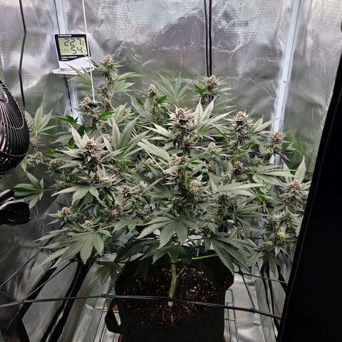 Cherry growlog timeline photo