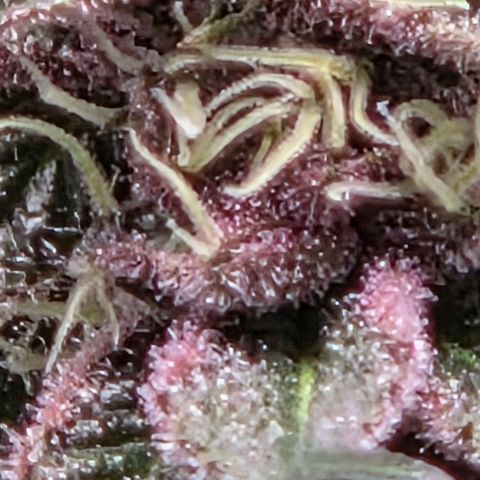 Cherry growlog timeline photo