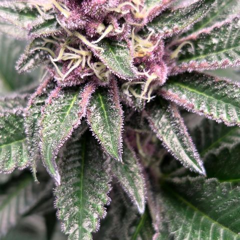 Cherry growlog timeline photo