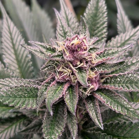 Cherry growlog timeline photo