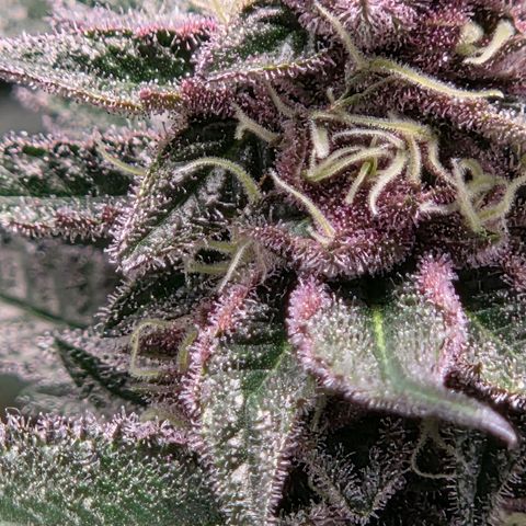 Cherry growlog timeline photo