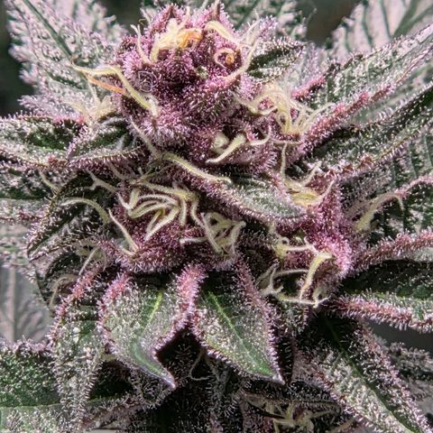 Cherry growlog timeline photo