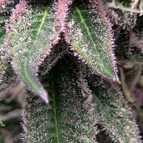 Cherry growlog timeline photo