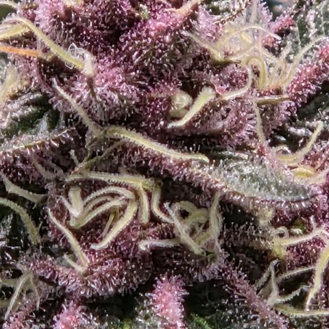 Cherry growlog timeline photo
