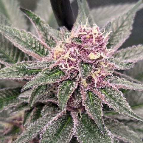 Cherry growlog timeline photo