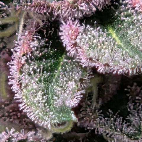 Cherry growlog timeline photo