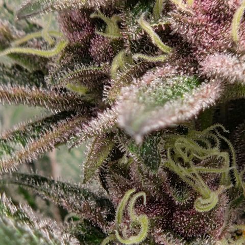 Cherry growlog timeline photo