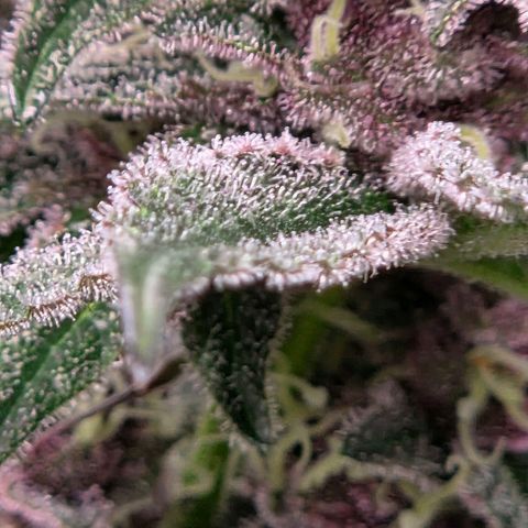 Cherry growlog timeline photo