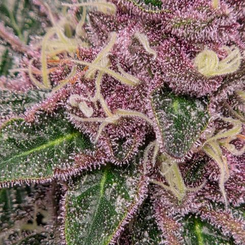 Cherry growlog timeline photo