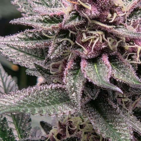 Cherry growlog timeline photo