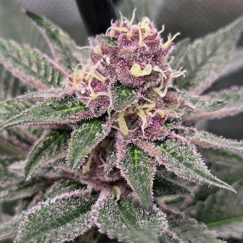 Cherry growlog timeline photo
