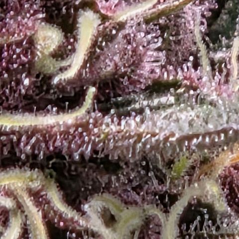 Cherry growlog timeline photo