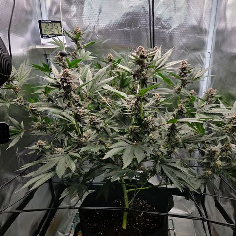 Cherry growlog timeline photo