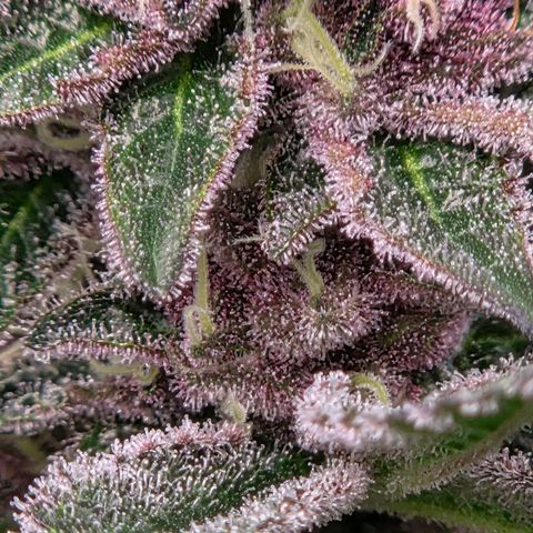 Cherry growlog timeline photo