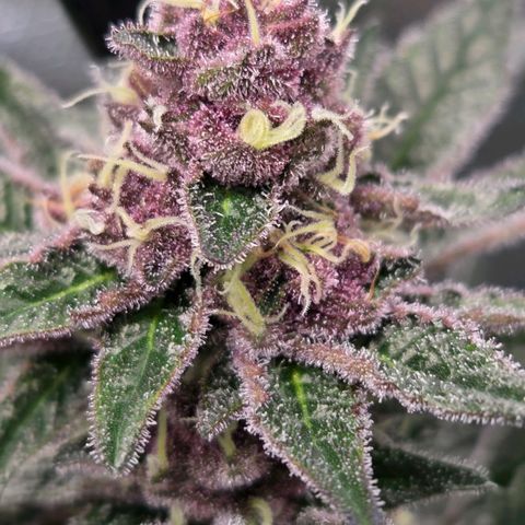 Cherry growlog timeline photo