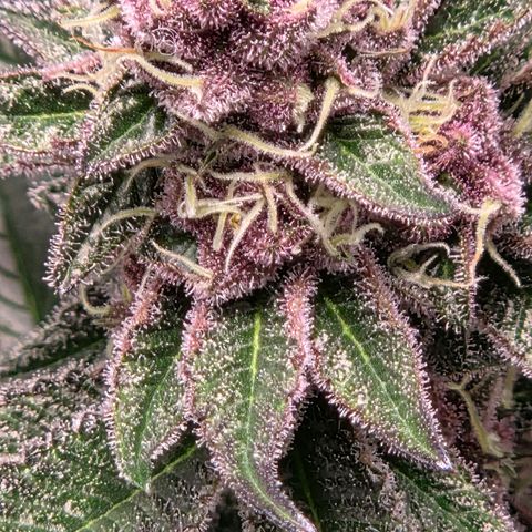 Cherry growlog timeline photo