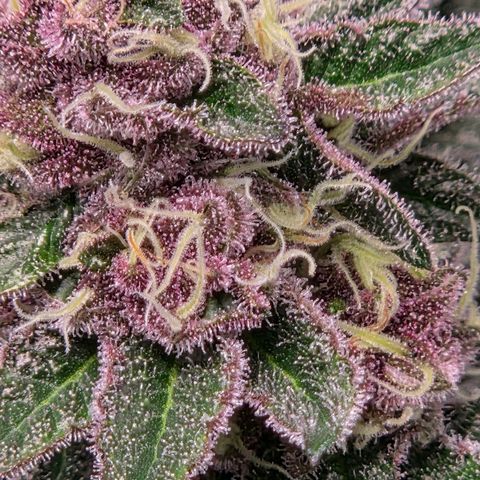 Cherry growlog timeline photo