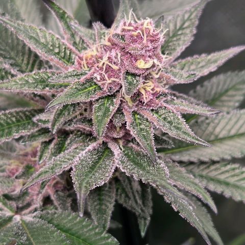 Cherry growlog timeline photo